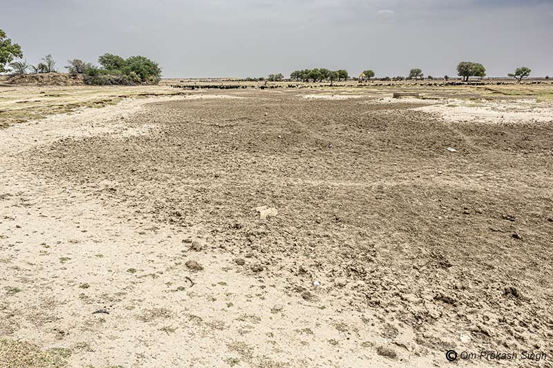 The wetland basin called Viprasar on the outskirts of Netsi village in Thar Desert, Jaisalmer District, Rajasthan, India
